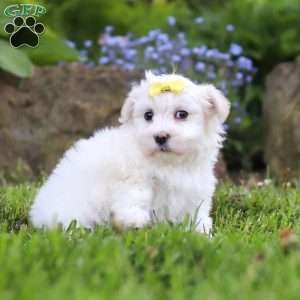 Bell, Maltese Puppy